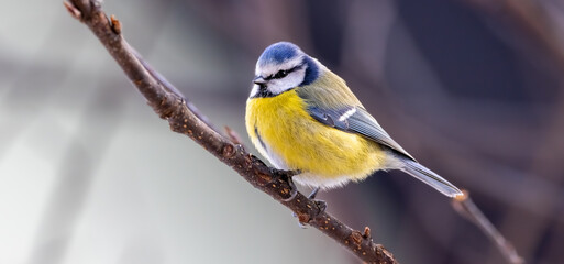 blue tit on a branch