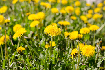 Yellow blooming dandelion in a meadow on a sunny day close-up with selective focus