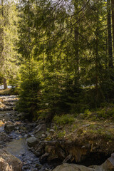 Moss and stones on river shore in forest.