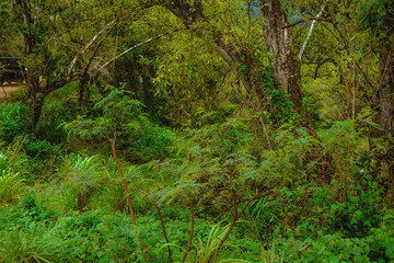 Deep dark tropical jungle wet with rain on the Hawaiian island of Kauai, with green palms and ferns