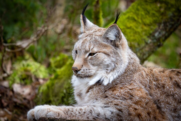 The Eurasian lynx (Lynx lynx), medium-sized wild cat