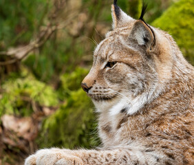 The Eurasian lynx (Lynx lynx), medium-sized wild cat