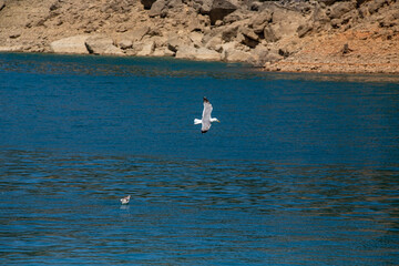 seagulls on the sea