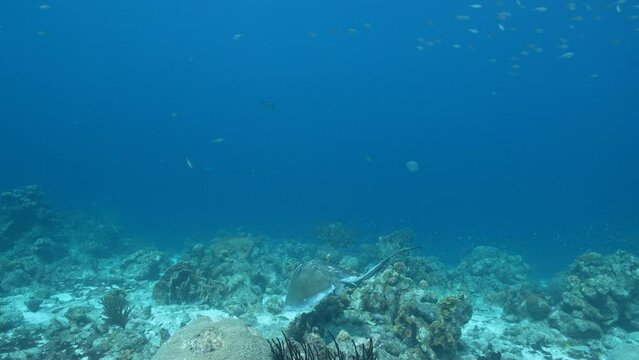 4K 120 fps Super Slow Motion: Seascape with Southern Stingray, coral, and sponge in the coral reef of the Caribbean Sea, Curacao