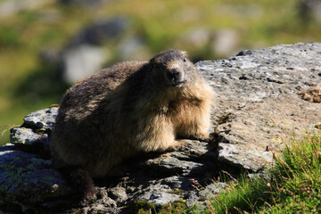 Marmot in the pastures of Fagaras Mountains, Romania. Otherwise known as a ground squirrel or ground hog is a native of Romanian Carpathians mountain pastures.