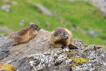 Two marmot sitting on a rock near pasture of Fagaras Mountains,Romania. Otherwise known as a ground squirrel or ground hog is a native of Romanian Carpathians mountain pastures.