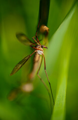 Fototapeta premium Crane Fly, holding on - macro detail closeup