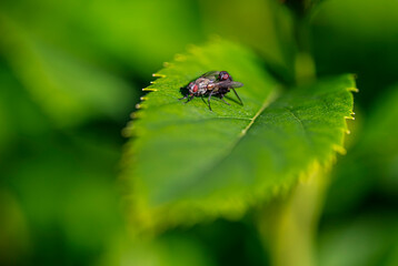 Flies mating - macro detail closeup