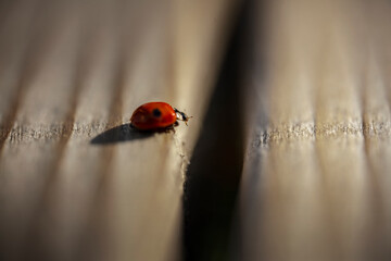 Ladybug pondering - macro detail closeup