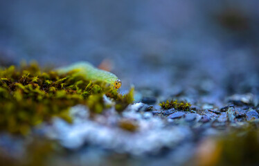Larva on wet ground - macro detail closeup