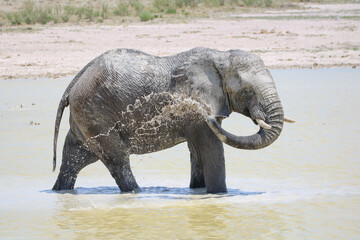 Elephant enjoying splashing in the water in Etosha National Park, Namibia