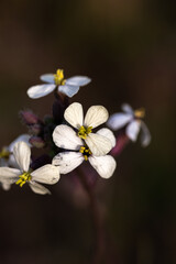 Raphanus sp. Planta con tallo morado y flores blancas con 4 pétalos.
