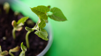Macro photography of bean sprout,day 2,leaves appeared.Large banner with copy space.