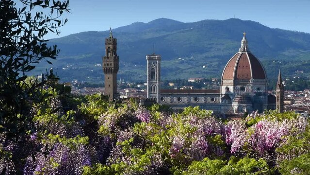 Beautiful view of the famous Cathedral of Santa Maria del Fiore, Giotto's Bell Tower and Palace of the Town Hall in Florence with blooming wisteria on the foreground. Italy