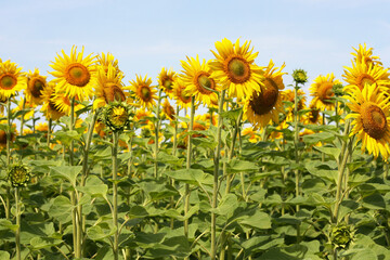 A field with sunflowers. - 501774261