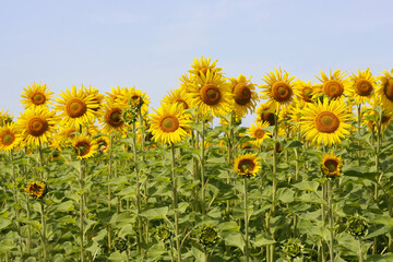A field with sunflowers. - 501774262