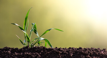 Sprout of sprouted wheat in the soil close-up. The barley plant sparkles with leaves in the...