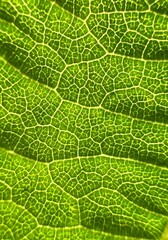 green leaf texture close-up