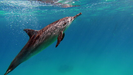 Dolphins. Spinner dolphin. Stenella longirostris is a small dolphin that lives in tropical coastal waters around the world. 