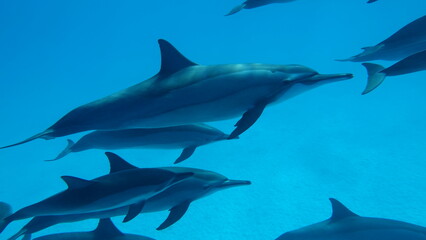 Dolphins. Spinner dolphin. Stenella longirostris is a small dolphin that lives in tropical coastal...