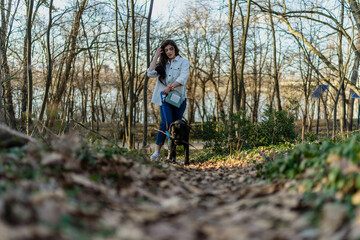 Fototapeta premium A large dog drags a pet owner into the park. A woman walks with her black Labrador outdoors. Funny moments during the walk.