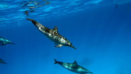 Dolphins. Spinner dolphin. Stenella longirostris is a small dolphin that lives in tropical coastal...