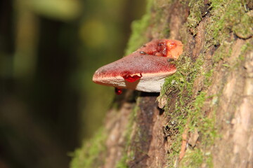 mushroom in the forest