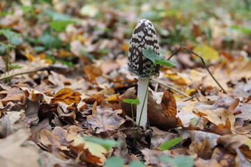 mushroom in the forest