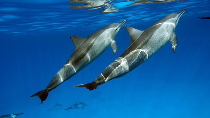 Dolphins. Spinner dolphin. Stenella longirostris is a small dolphin that lives in tropical coastal...