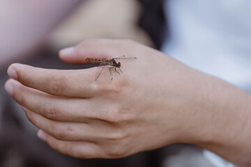 Dragonfly on hand. Wild nature