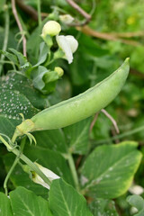 closeup the ripe green peas with pods and plant growing in the farm soft focus natural green brown background.
