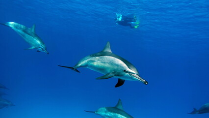 Dolphins. Spinner dolphin. Stenella longirostris is a small dolphin that lives in tropical coastal waters around the world. 

