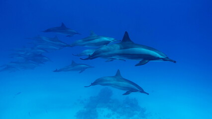 Dolphins. Spinner dolphin. Stenella longirostris is a small dolphin that lives in tropical coastal waters around the world. 

