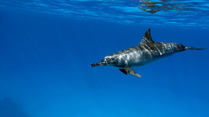 Dolphins. Spinner dolphin. Stenella longirostris is a small dolphin that lives in tropical coastal waters around the world. 

