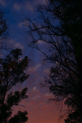 Fototapeta premium sunset in the woods