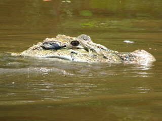 Black caiman