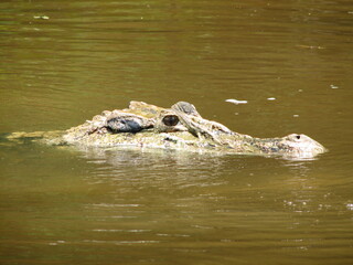 Black caiman