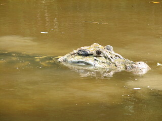 Black caiman