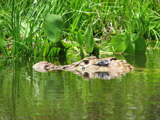 Black caiman