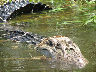 Black caiman