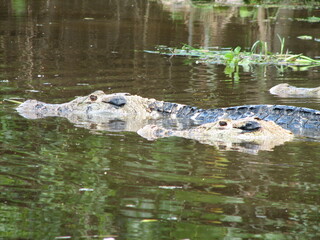 Black caiman