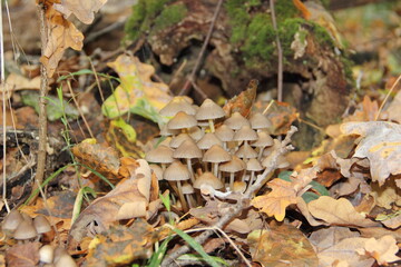 mushroom in the forest