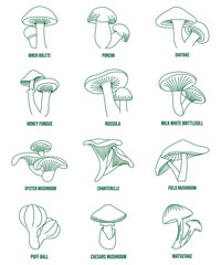 mushroom line art vector birch bolete, porcini, shiitake, oyster  mushroom, chanterelle, field mushroom, honey fungus, russula, milky white brittlegill, puffball, caesars mushroom, matsutake  - obrazy, fototapety, plakaty
