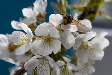 Kirschenblüten mit biene