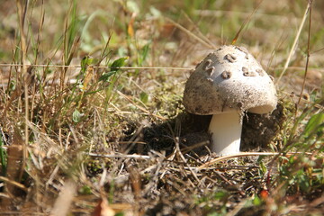 mushroom in the forest