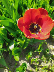 Obraz premium One red tulip in the garden.