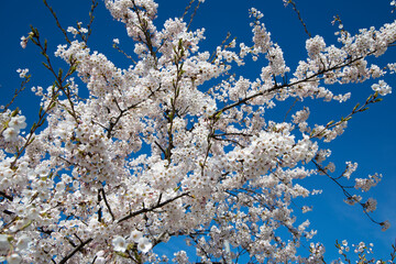 Selective focus. Sakura cherry blossoms branches tree against blue sky background, sakura turn to soft pink color in sunny day and sun shine in morning. Beautiful pink flowers in spring season.