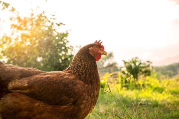 Organic Free Range wild Brown Chicken poultry on a traditional poultry farm walking on a Grass field at sunset with a mountain Background. Agriculture nature farm concept