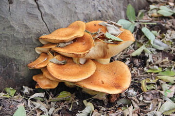 mushroom in the forest