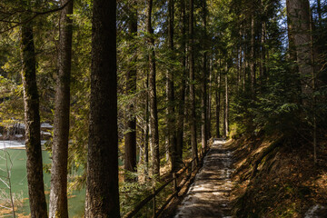 Path with sunlight near lake in spruce forest.